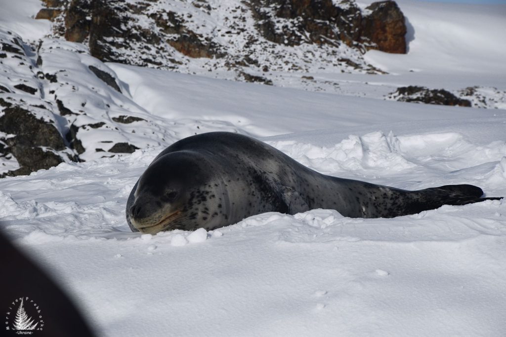antarctic inhabitants