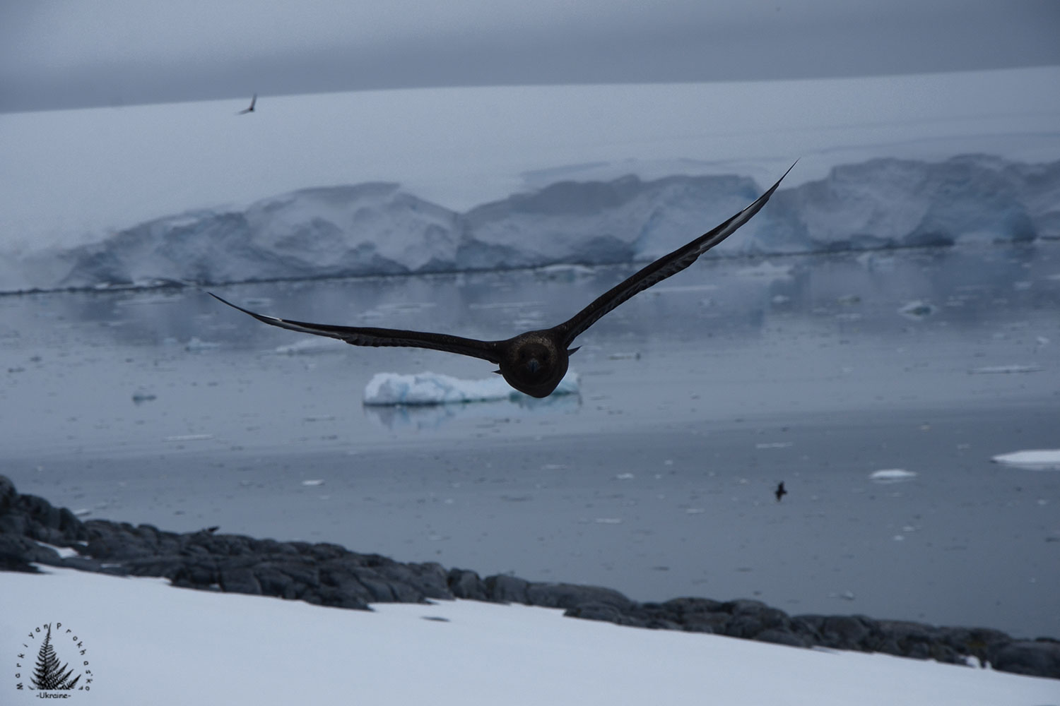 Rulers of the Antarctic sky