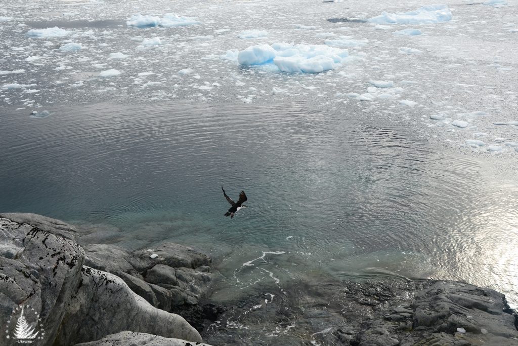 bird in antarctica