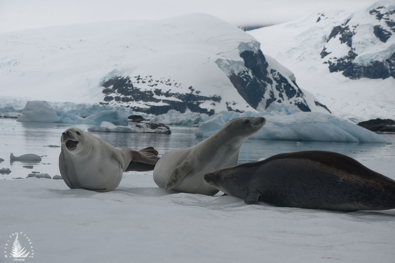 Weddell seal