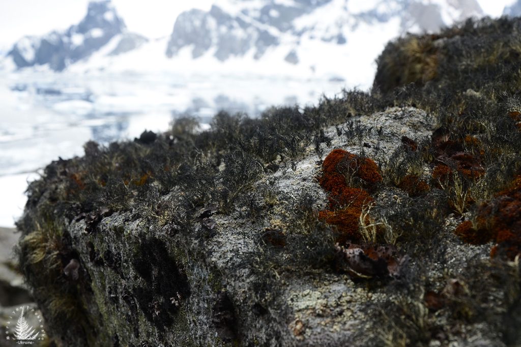 Antarctic plant life, Antarctic vegetation