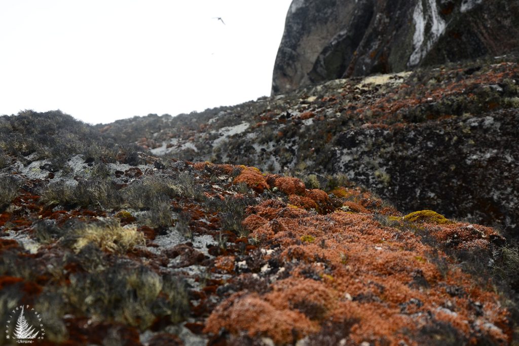 Antarctic plant life, Survival of plants in Antarctica