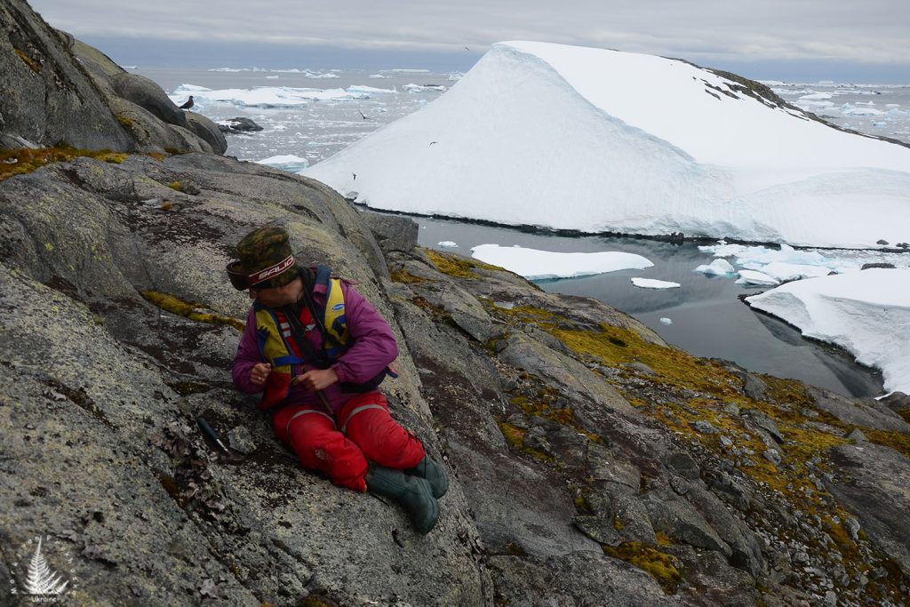 What plants grow in Antarctica?