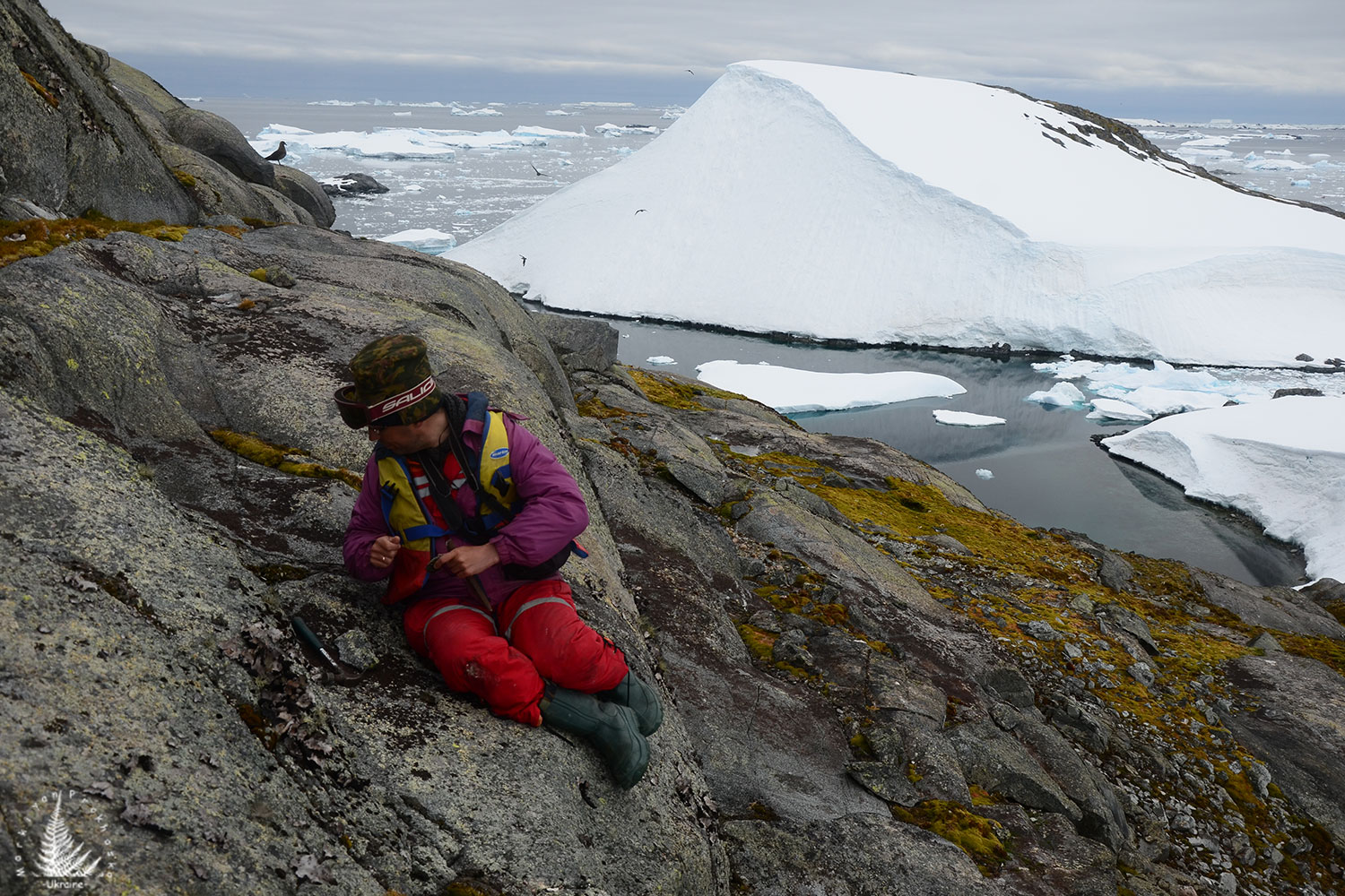 What plants grow in Antarctica?