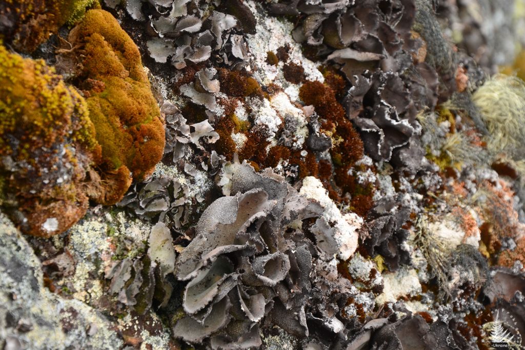 Antarctic lichens