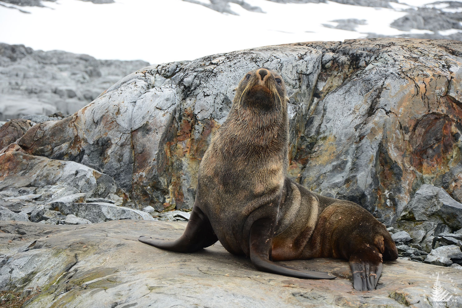 Fur seals