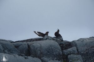 Skua