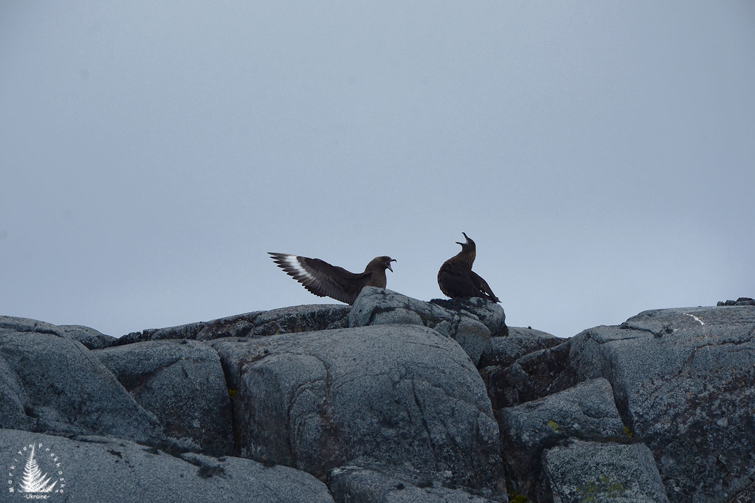 Skua
