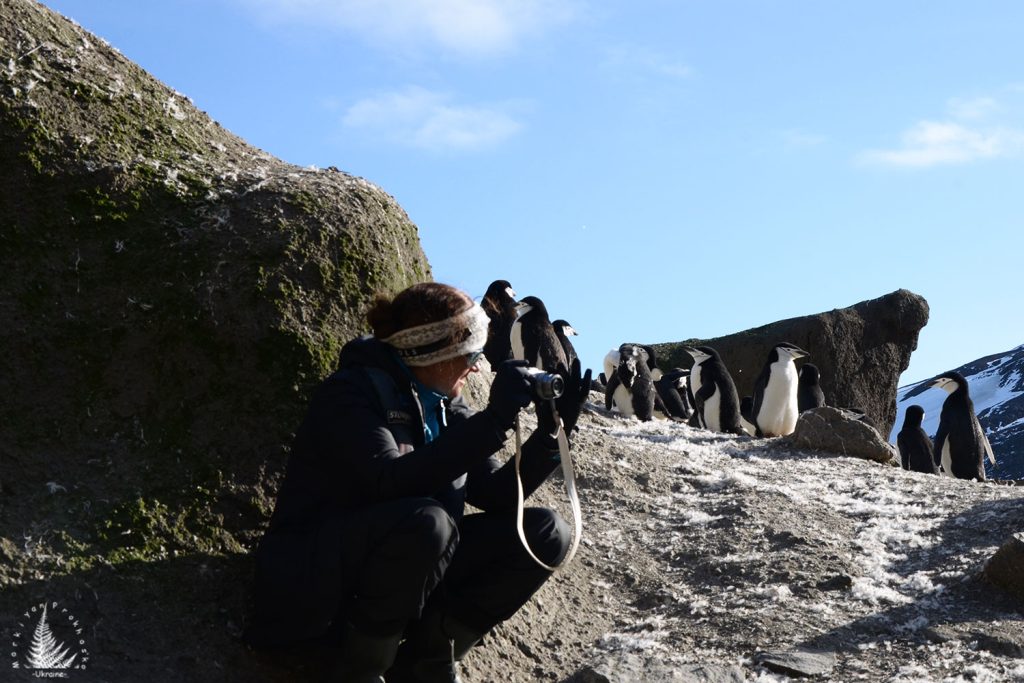 Penguin Peeks: A Little Sneak Peek at Antarctic Life