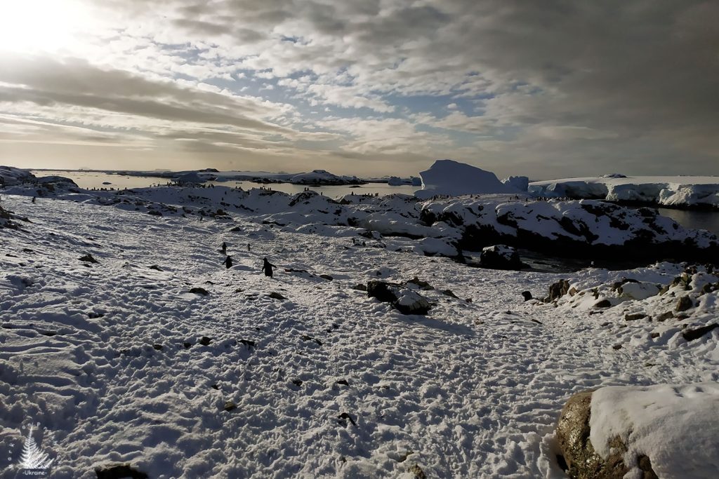 antarctic views