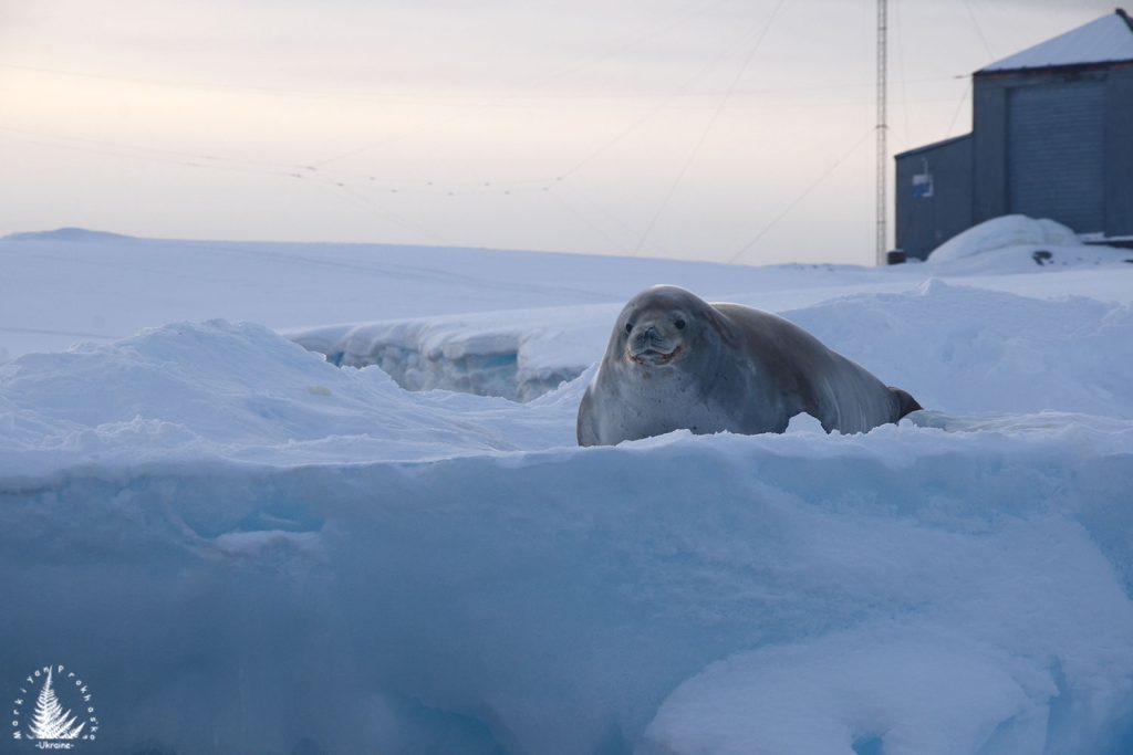 Antarctica: Visions of Wonder