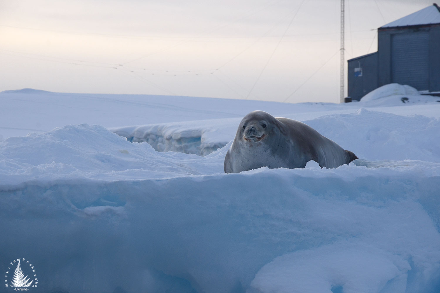 Antarctica: Visions of Wonder