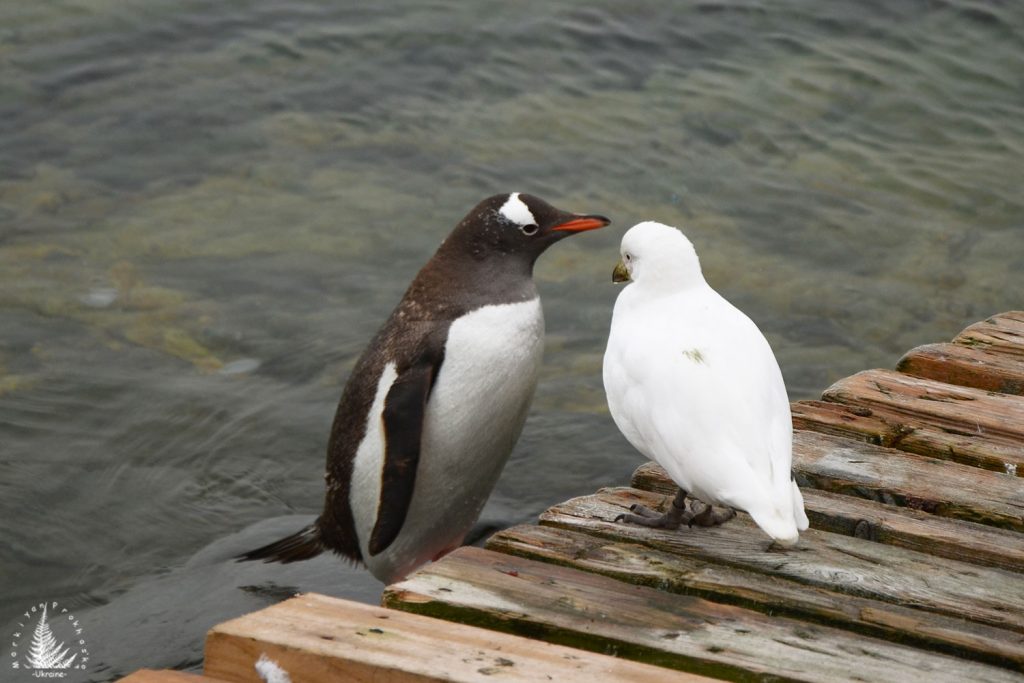 antarctic birds