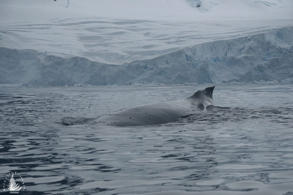 the whale antarctica