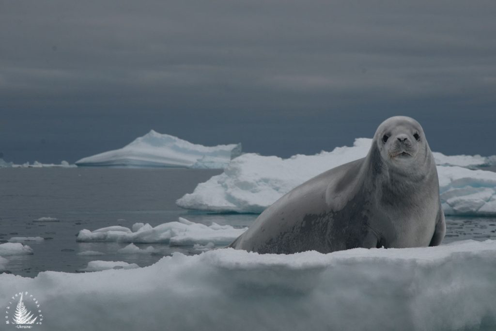 seal antarctica