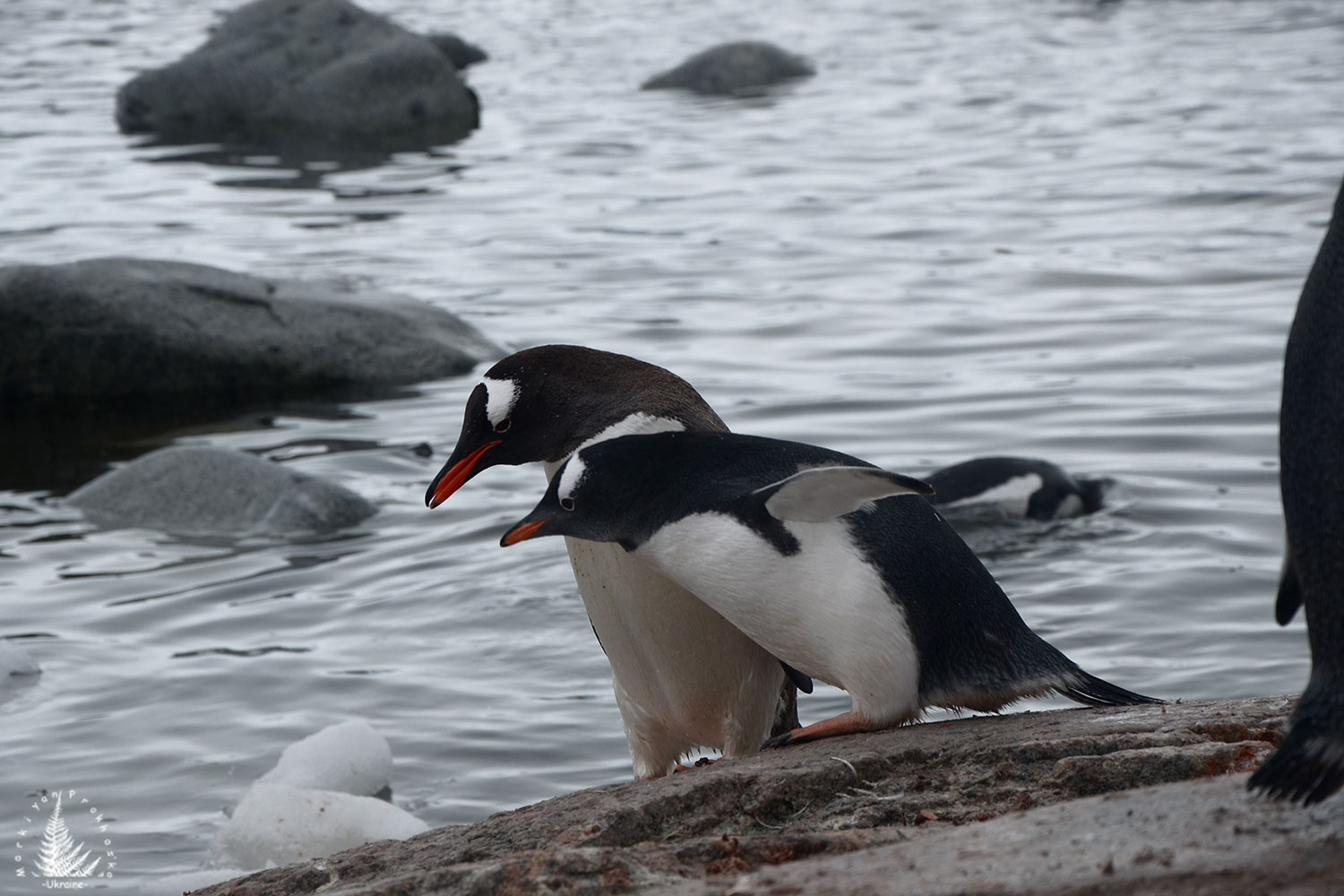 visiting a penguin colony