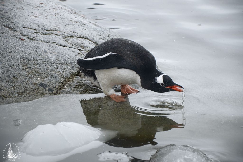 Oh, the cuteness! A penguin having a drink