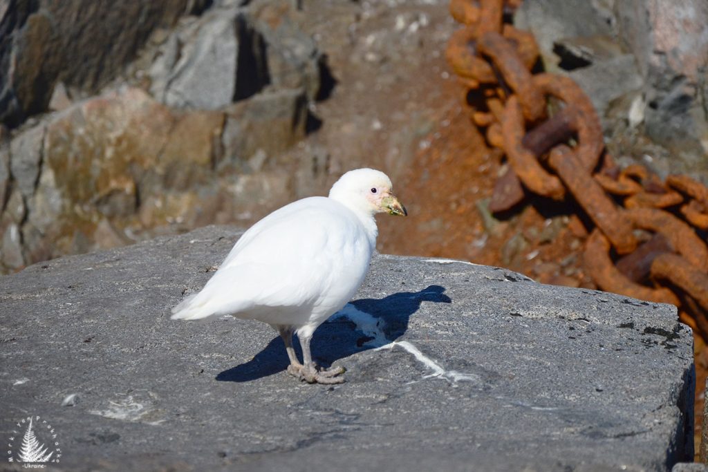 fauna of antarctica