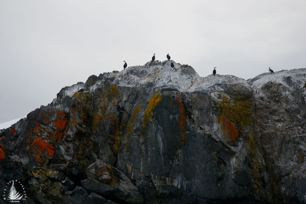 flora and fauna of antarctica