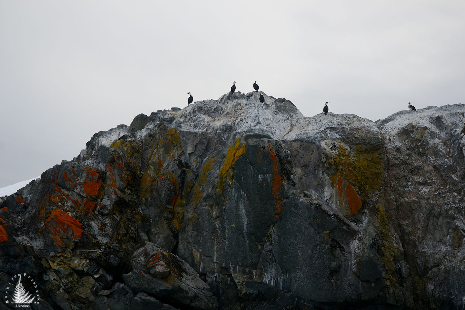 flora and fauna of antarctica