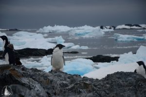 Adelie penguin