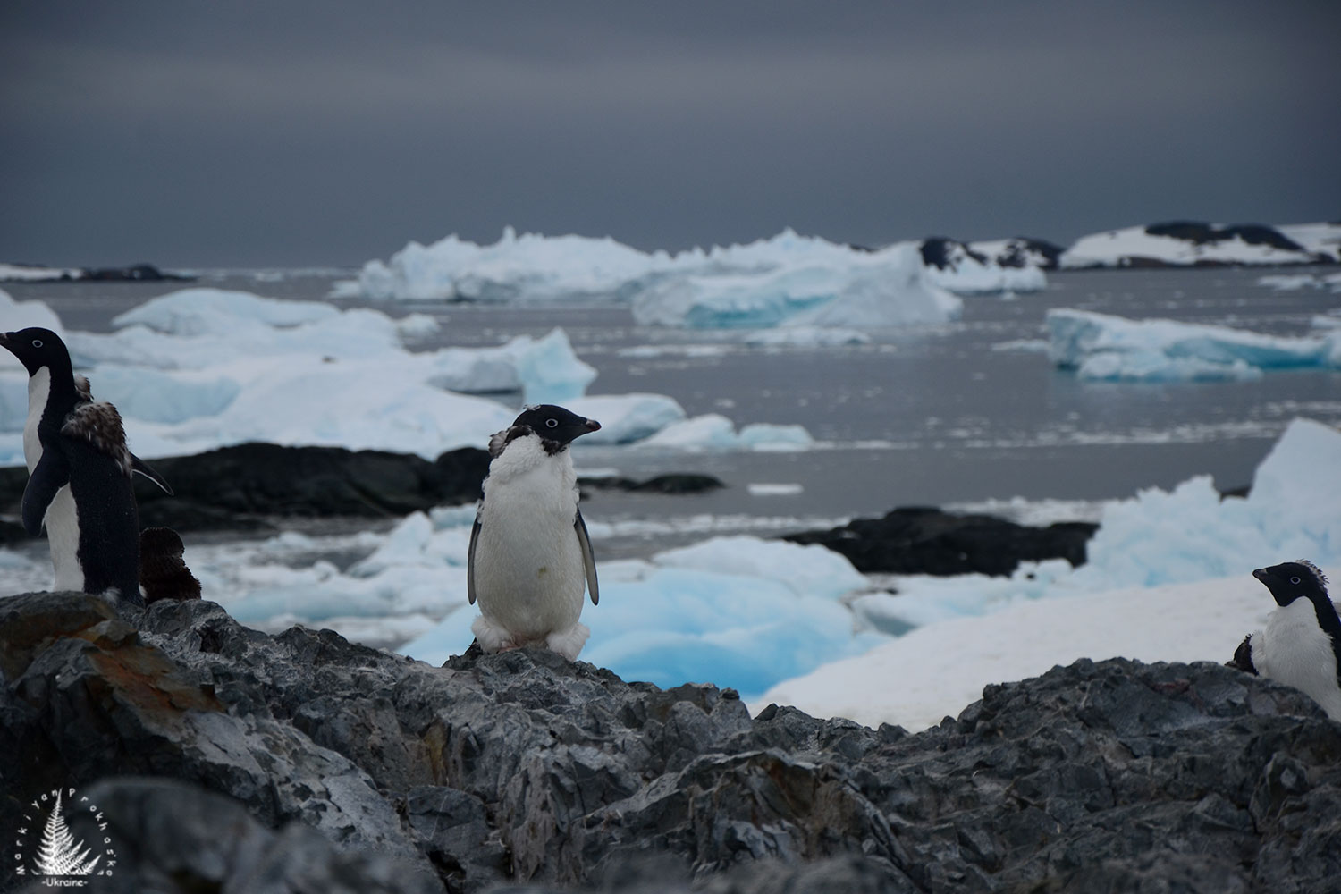 Adelie penguin