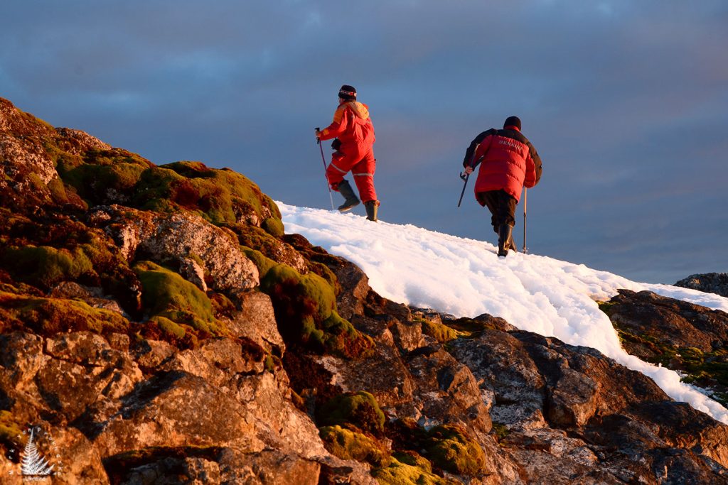 Plants in Antarctica, Flora of Antarctica
