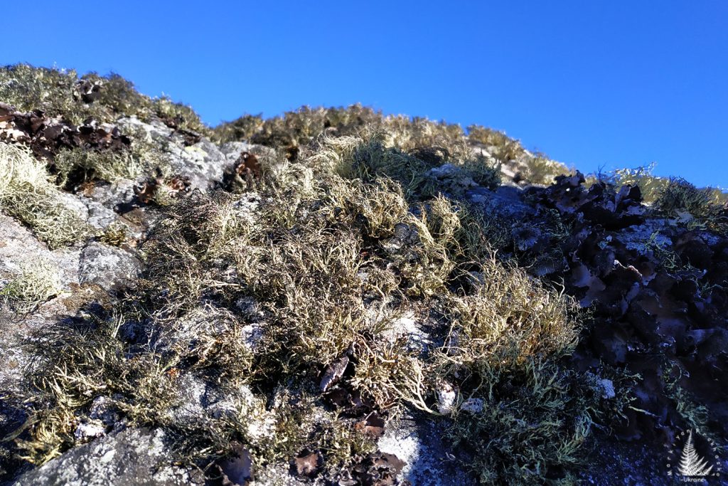Antarctic vegetation, Antarctic plants