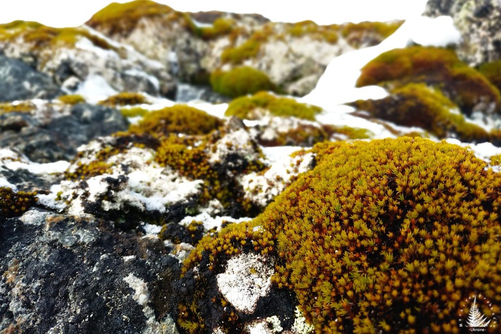 Antarctic moss