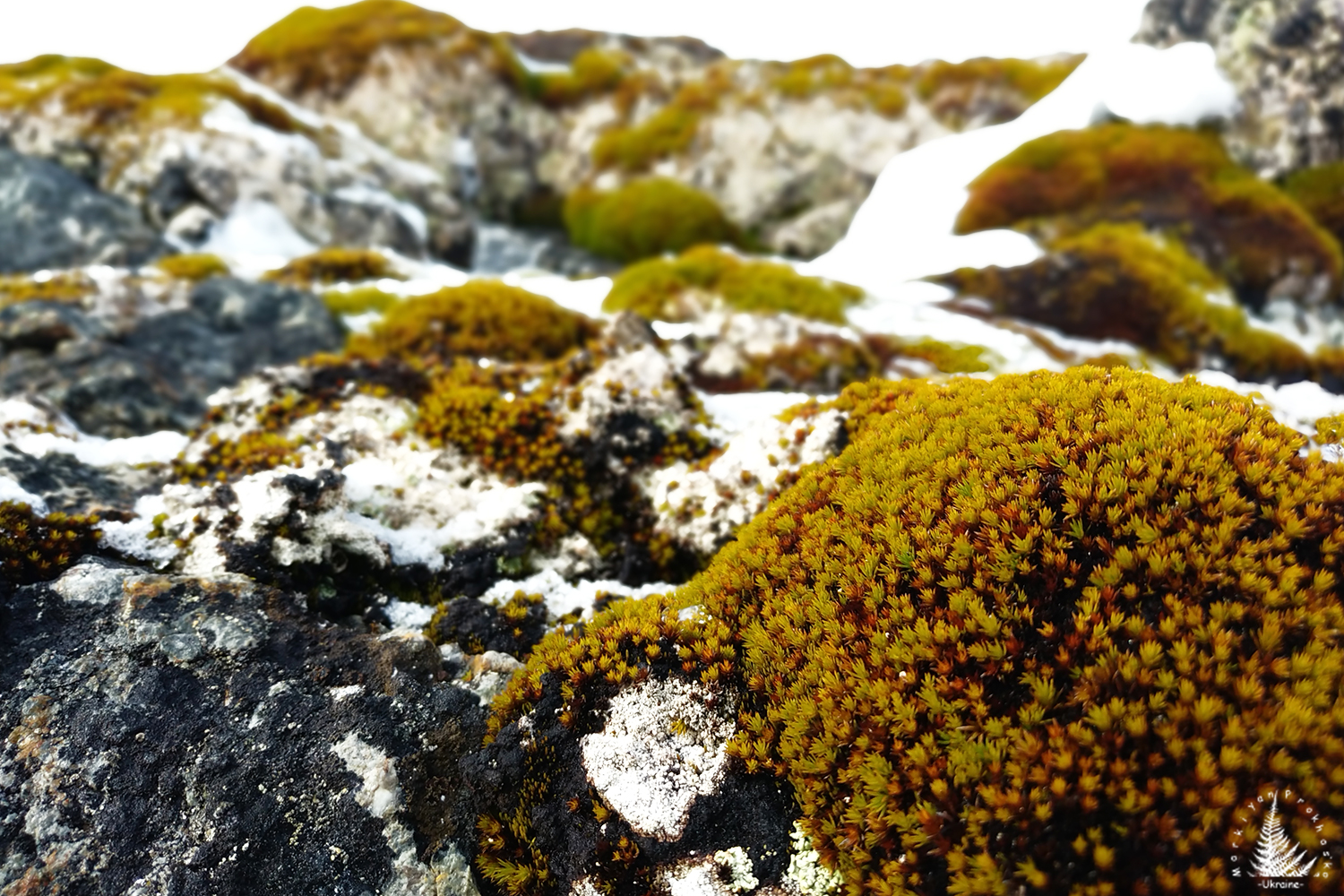 Antarctic moss