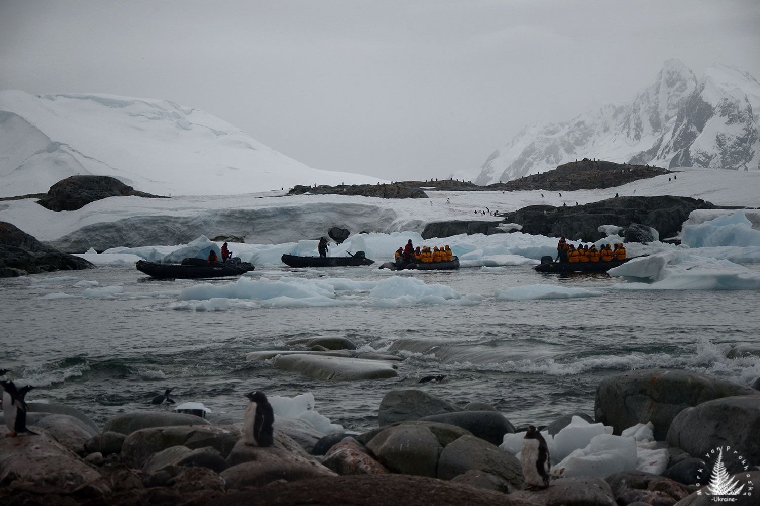Antarctic visitors