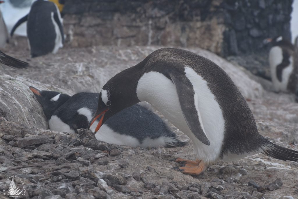 gentoo penguins antarctic peninsula