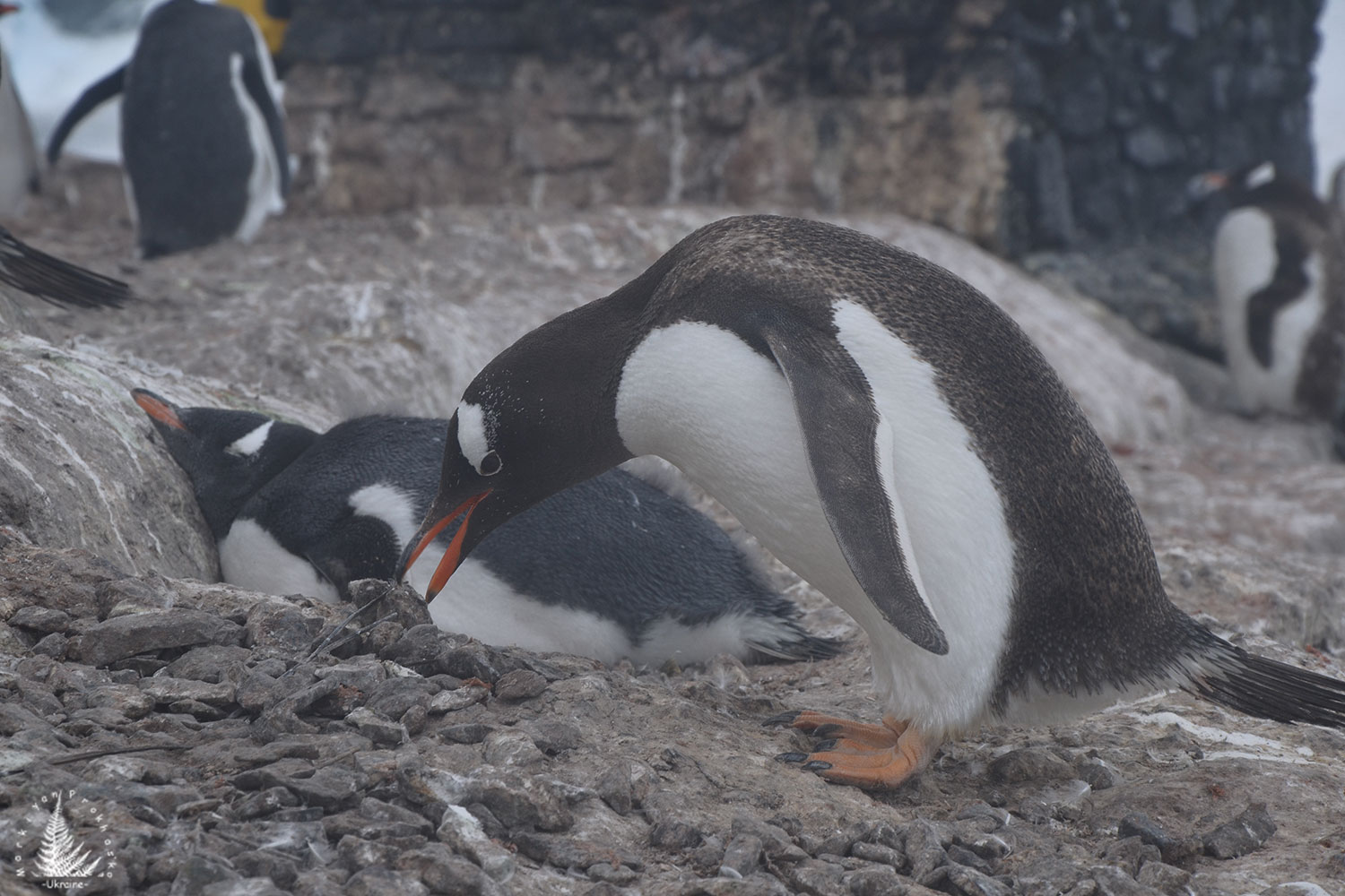 gentoo penguins antarctic peninsula