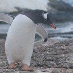 Gentoo penguin