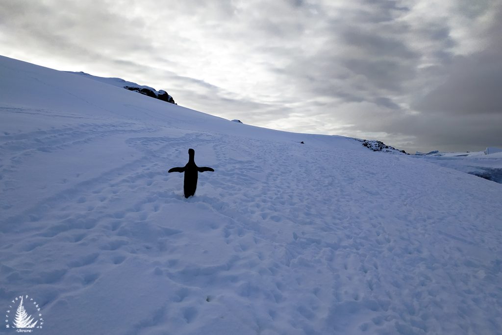 adelie penguin Antarctica