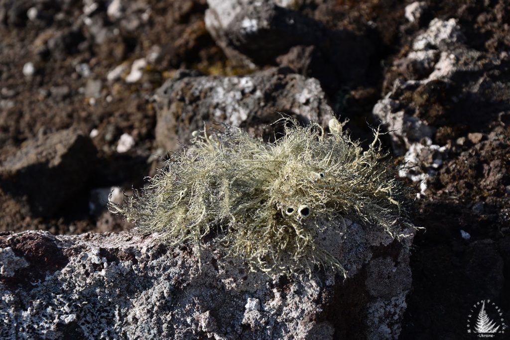 eco-nelson antarctica, flora in antarctica
