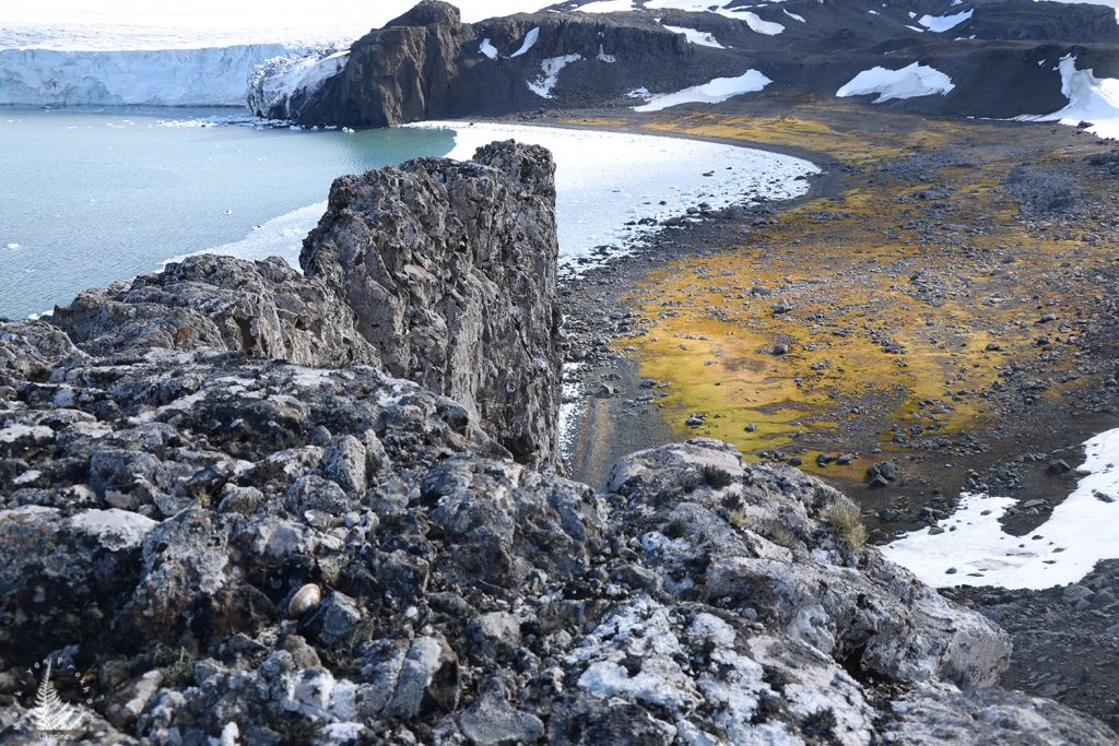 amazing antarctica