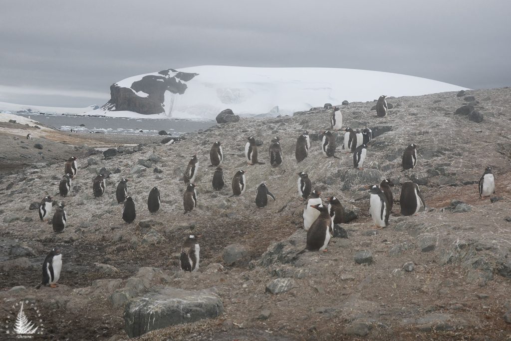 penguins antarctica, trinity island
