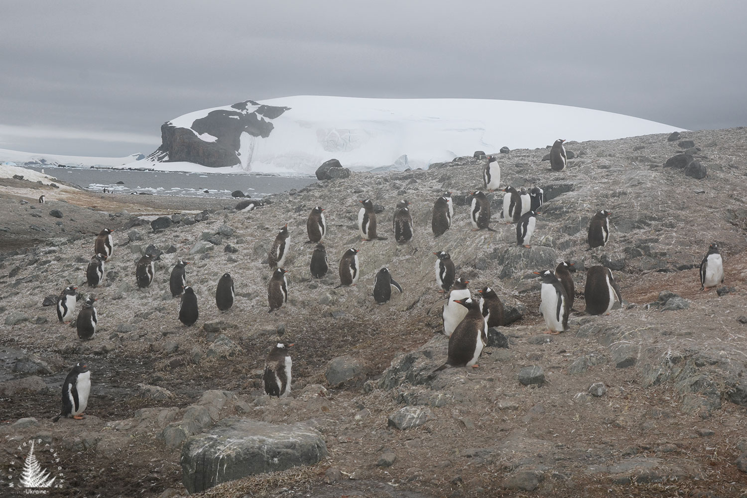 penguins antarctica, trinity island