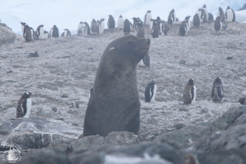Fur seals