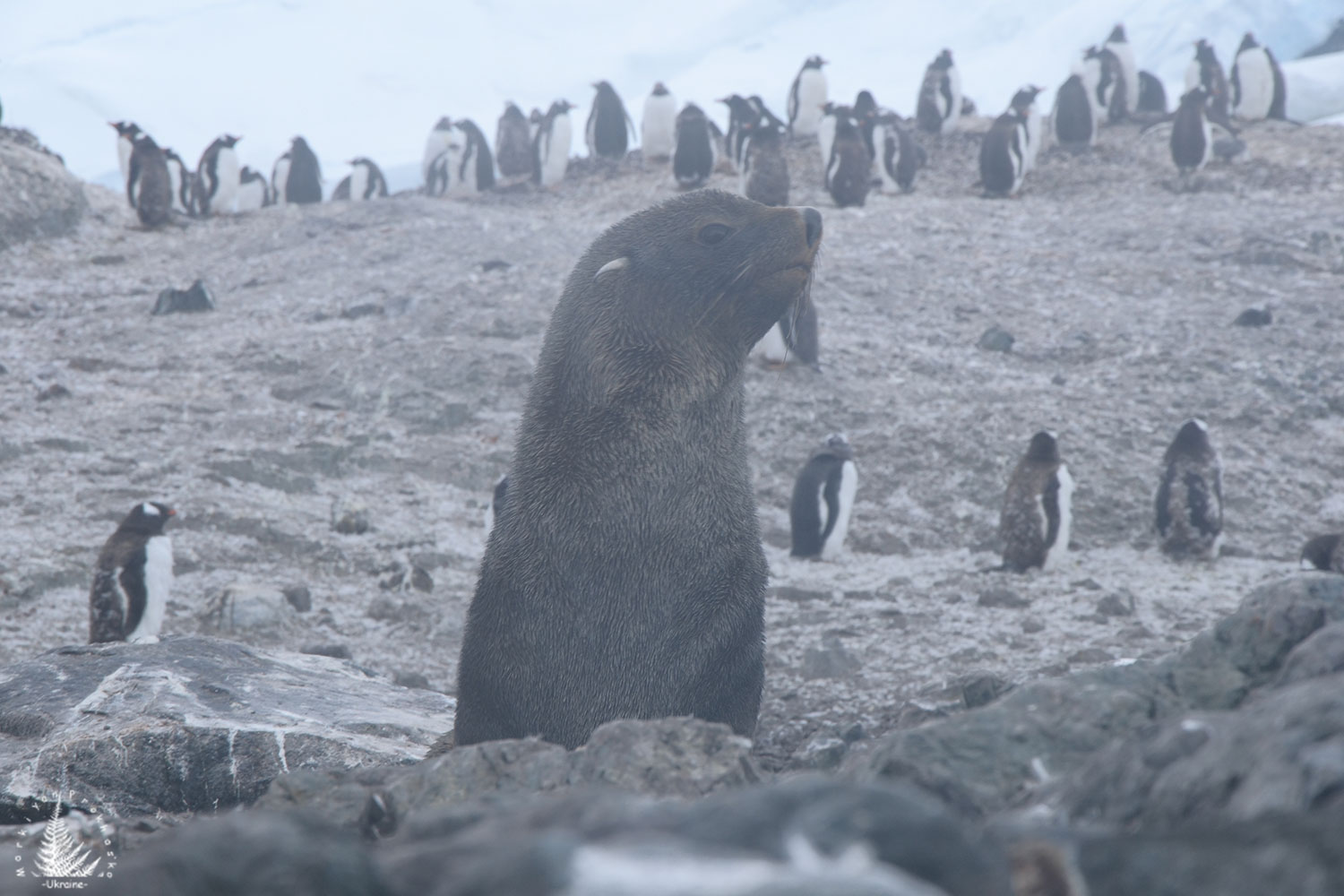 Fur seals