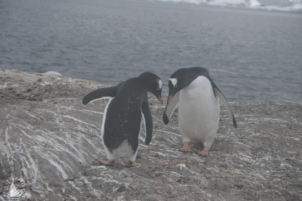 penguins