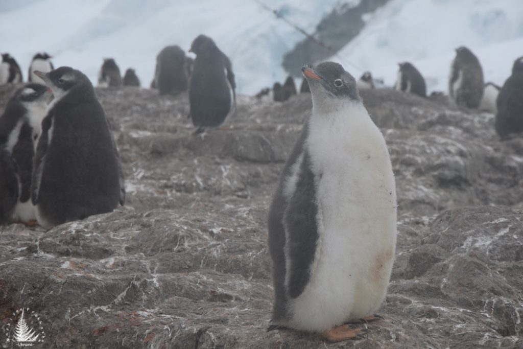Penguins at Trinity island
