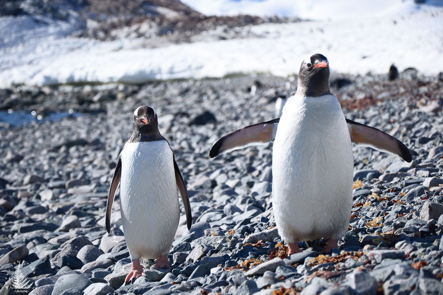 Curious penguins
