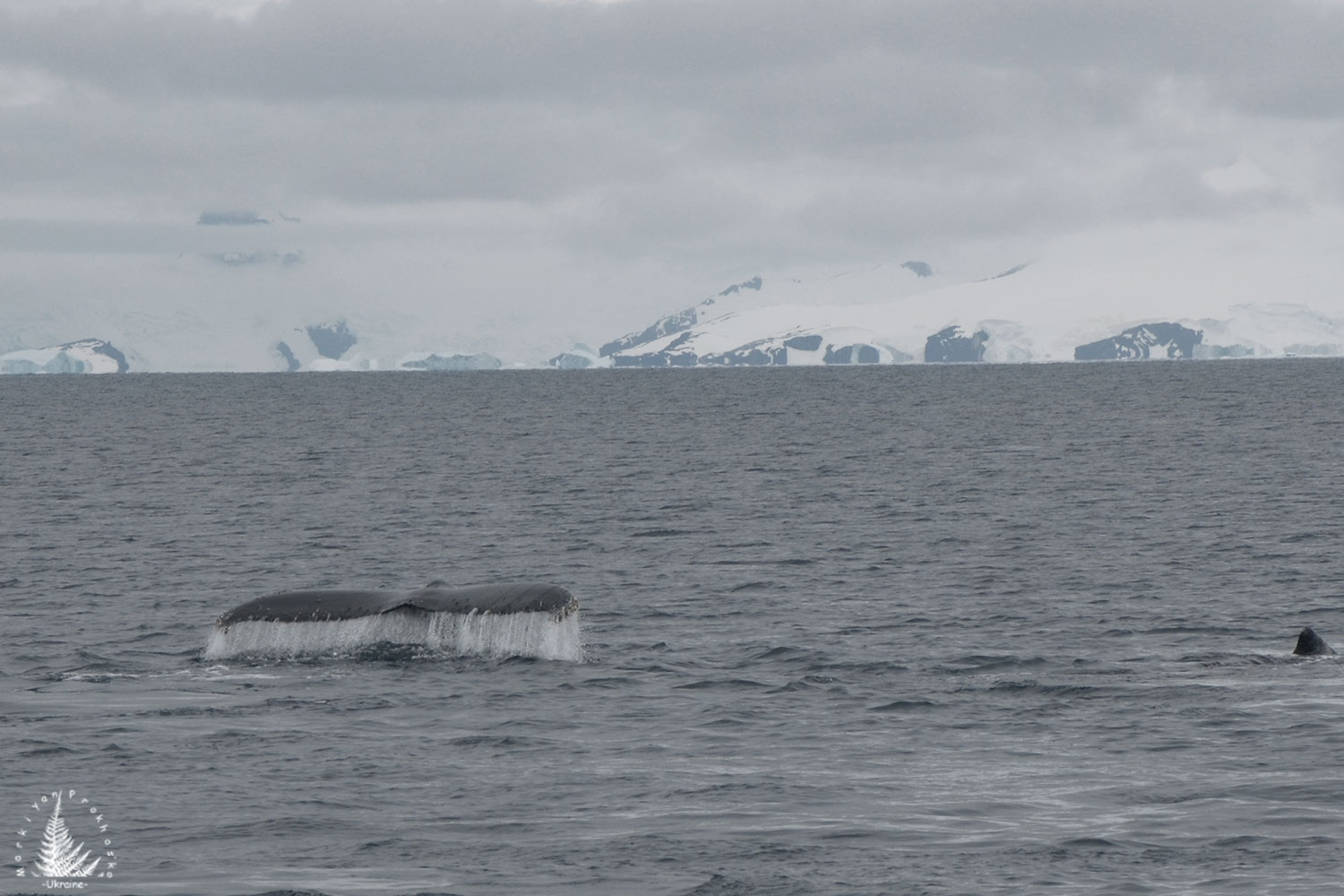 whales in the Southern Ocean