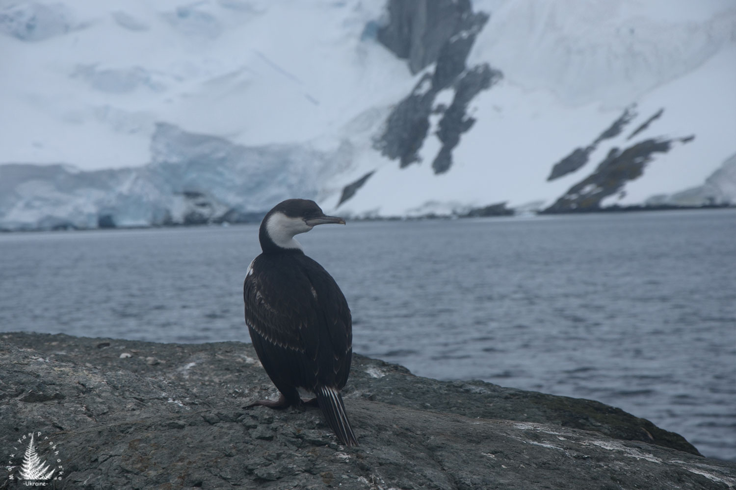 Antarctic shag