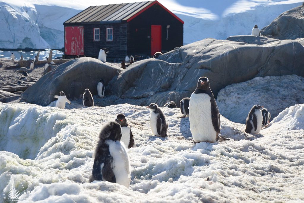 Port Lockroy Museum Antarctica
