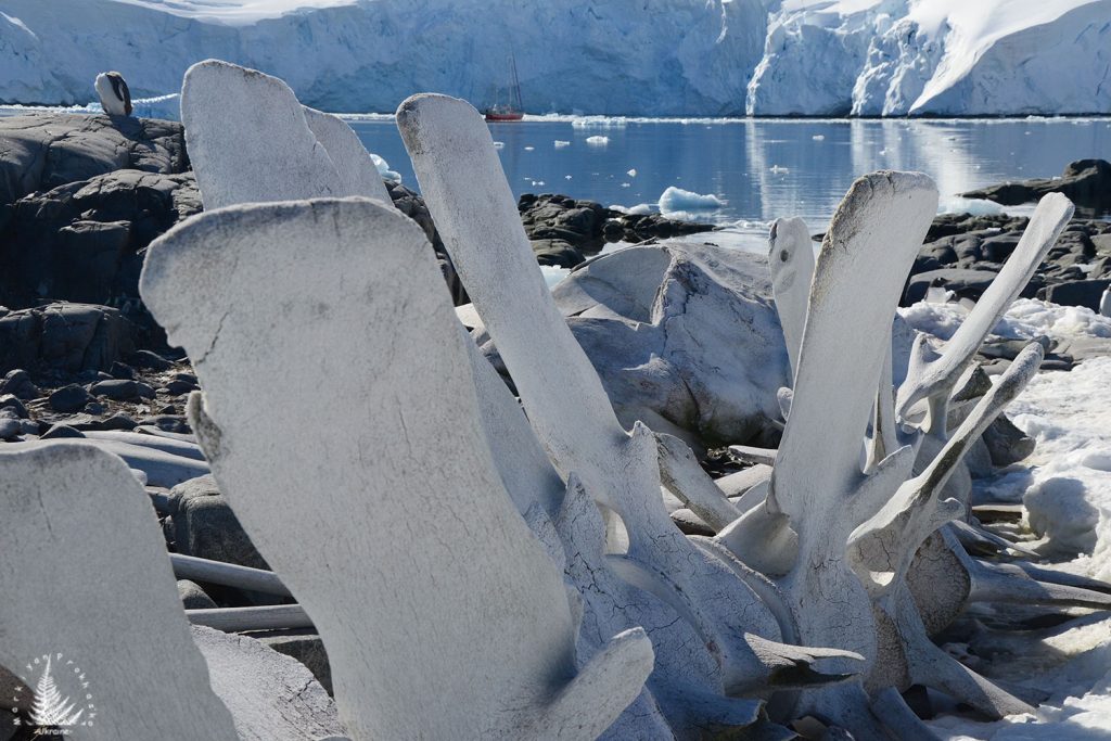 Whale bones at Port Lockroy