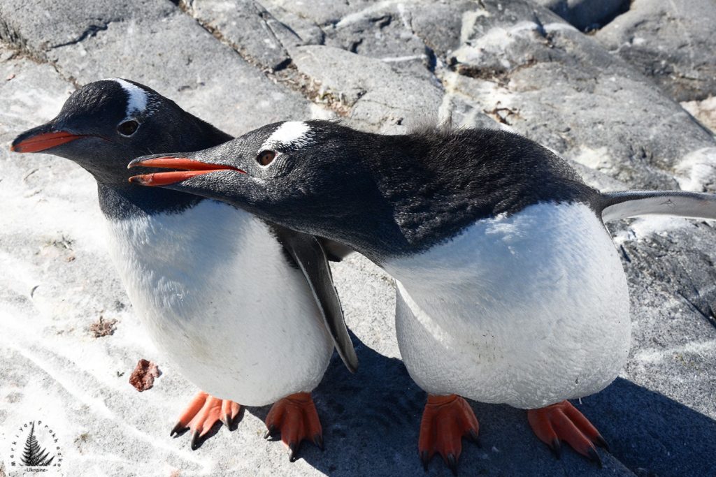 Playful penguins