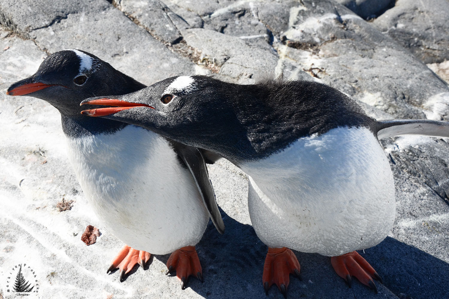 Playful penguins